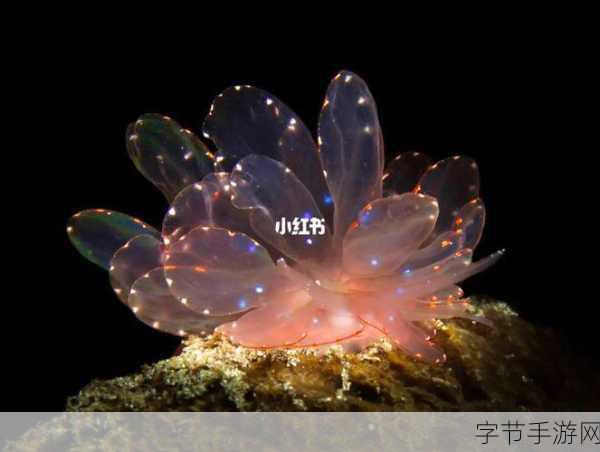 奇幻海洋之旅，探寻海蛞蝓的神秘色彩🎨