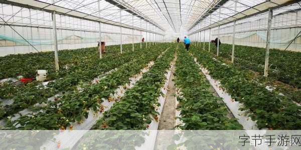 探寻草莓种苗繁育的神秘基地
