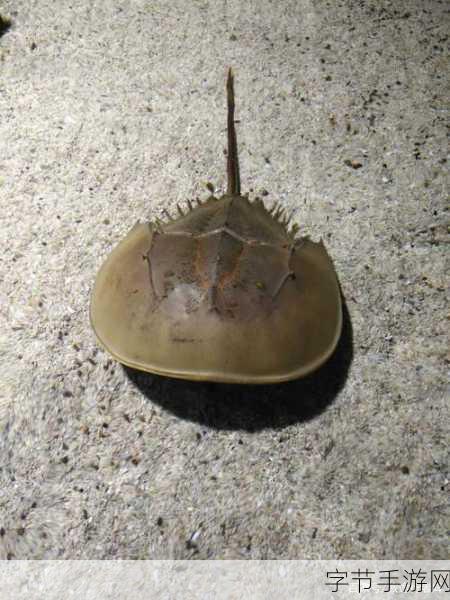 探索鱼类神秘语言,鱼会说话吗?😜