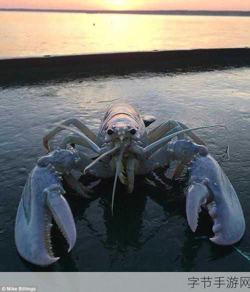 探索龙虾之都的神秘之旅👀