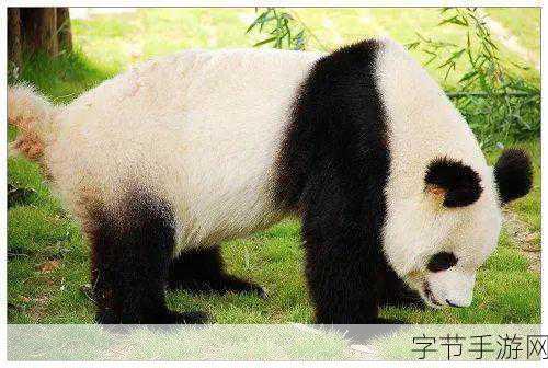 探秘蚂蚁庄园，大熊猫尾巴之谜