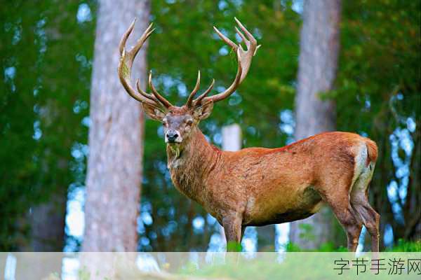 魔幻鹿界大冒险，探索鹿的神秘角世界😜