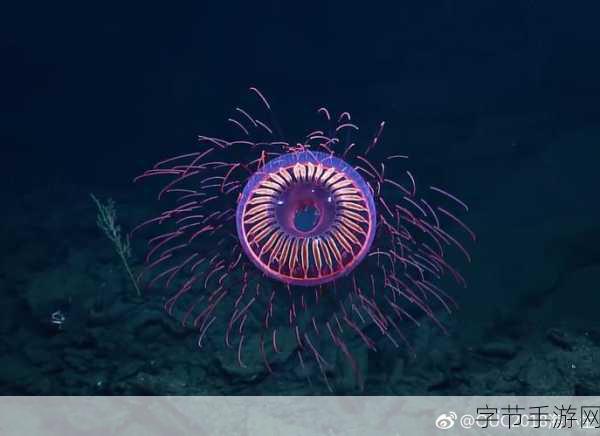 奇幻海洋冒险，探索水母的奥秘观点，水母的神秘世界等待您来揭开😜