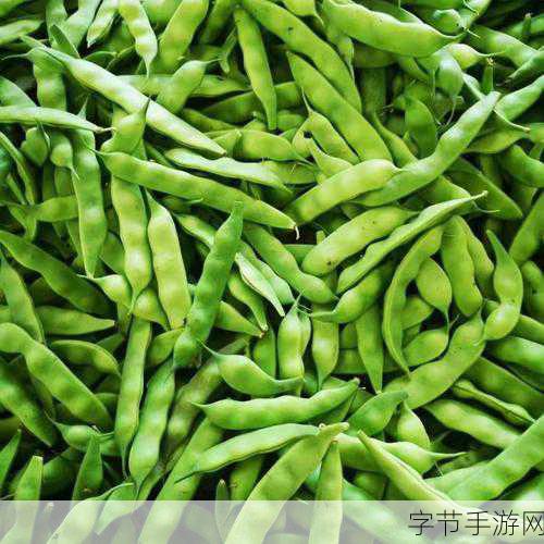 探索九月青豆角的神秘产地👀