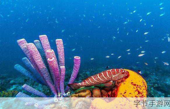 海洋冒险之旅，探索未知的蓝色世界