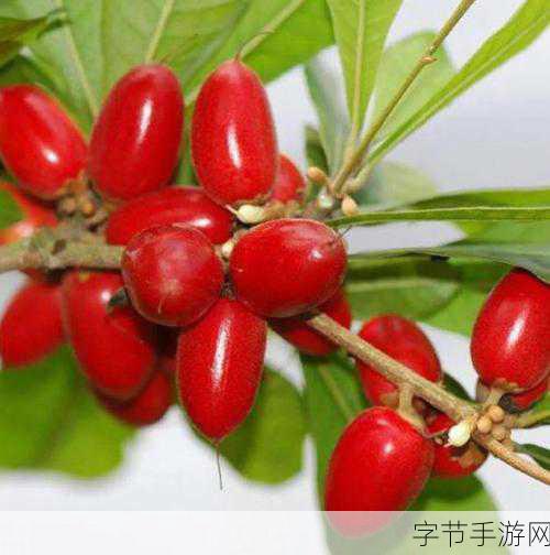 探索神秘水果，铁杆庄稼究竟是谁？😜