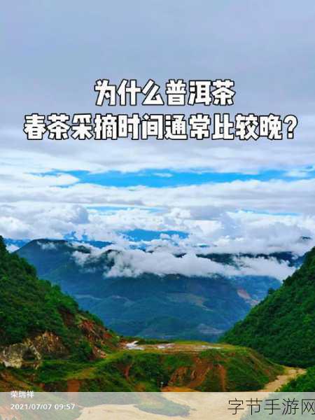 春茶之谜，采摘时间决定品质？😜