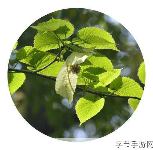 探索神秘鸽子树，揭开珙桐的面纱😜