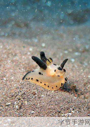 奇幻海洋冒险之旅,探索海兔的奥秘👀