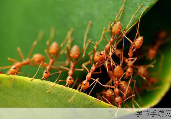 探索神秘民俗，蚂蚁新村的独特魅力