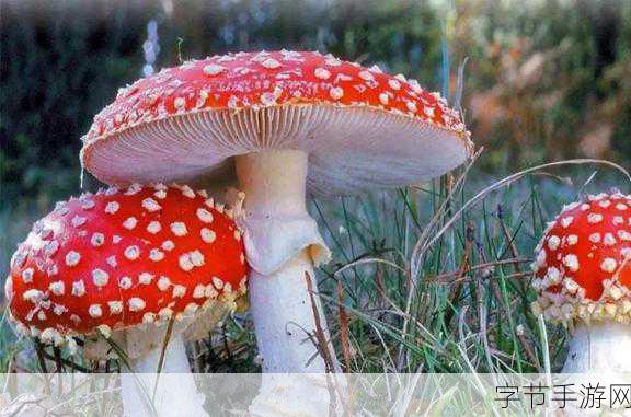 手游新视界极端高温下的虚拟避暑圣地,炽热逃亡,印度幻境带你逃离酷暑