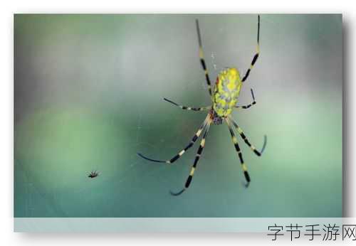 探秘贪婪的蜘蛛 2HD ，策略与技巧😜