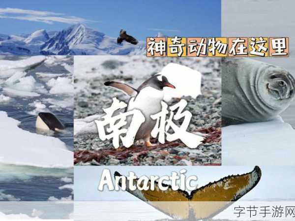 企鹅探秘之旅，恒温之谜大揭秘🐧