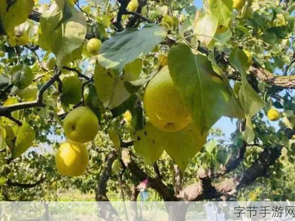 探秘手游世界，梨园背后的行业传奇😜