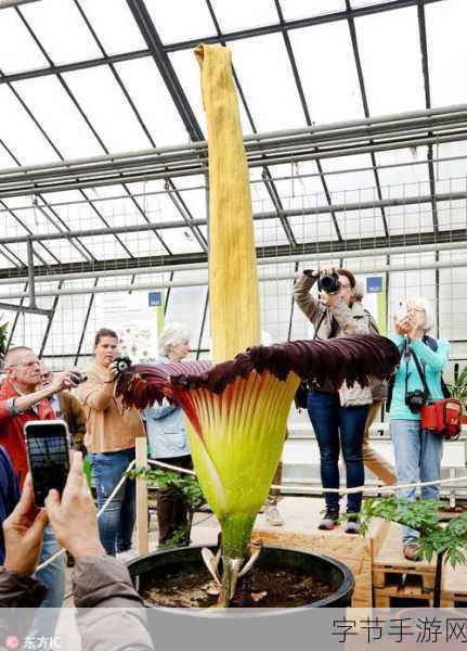 探索魔芋世界，颜色之谜待解😜