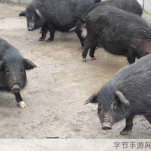 探索香猪保种基地，神秘之旅观点，香猪保种基地，守护珍稀物种的希望之地😃