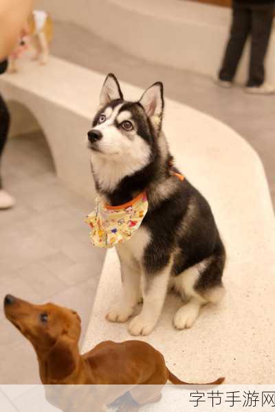 风之大陆萌宠相伴,开启治愈系冒险之旅