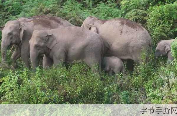 云南象群智慧饮水引手游玩家热议，水龙头成新关卡？