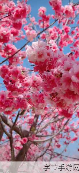 樱花烂漫时，重温动漫中的毕业典礼经典瞬间