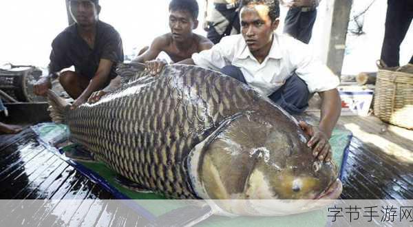 惊!巨型鱼王现身,盘点中国水域的十大捕鱼传奇