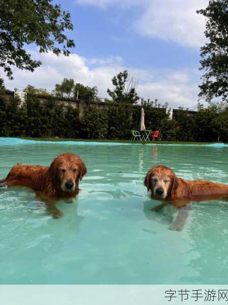 动物温泉来袭，竖屏休闲模拟，萌宠治愈你的日常！