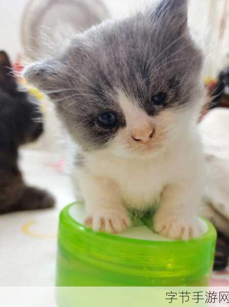 饼干猫消除,萌趣挑战,益智休闲新选择!