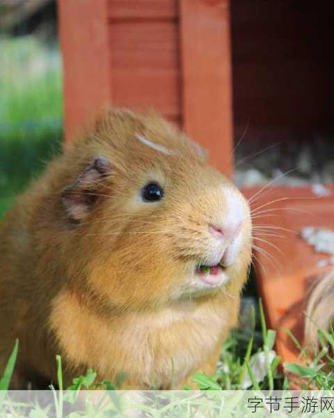 天竺鼠农场，萌宠养成，治愈你的每一天！