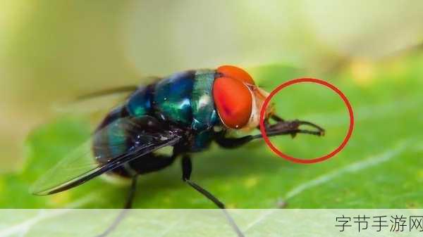 探秘苍蝇搓手之谜，手游中的奇妙发现😜
