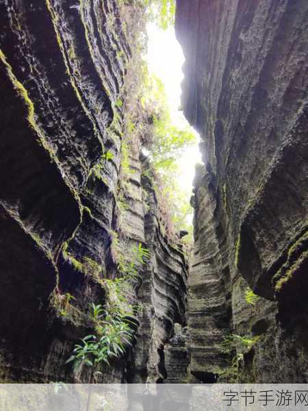 湿苔BY新鲜蜂蜜罐：湿苔森林中的秘密蜜罐，揭开新鲜蜂蜜的神秘之旅