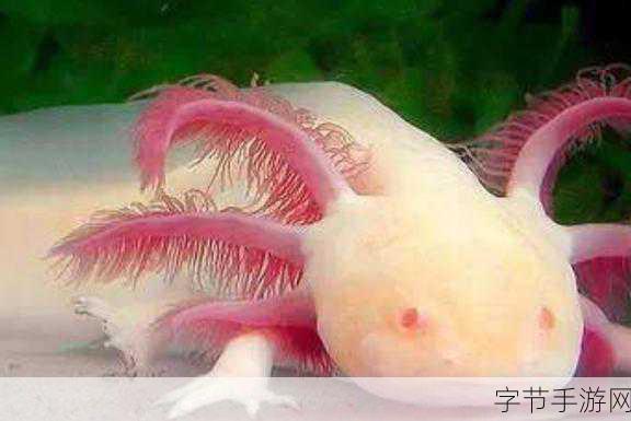 锦鲤吸水和夹什么区别：锦鲤吸水与夹鱼的秘密，揭开水中生物的奇妙世界探险