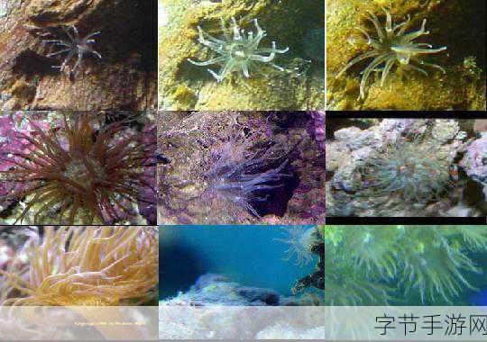 探索神奇海葵世界，寿命与生存之谜😜