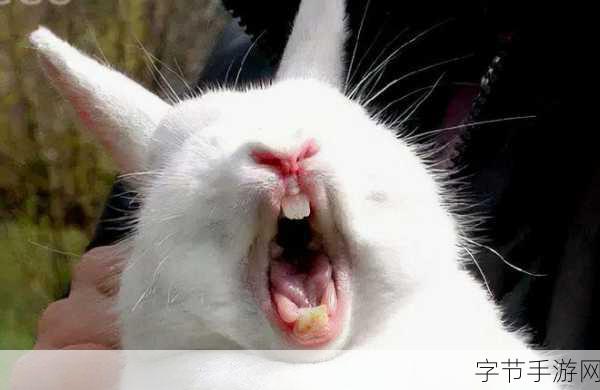 音乐老师的兔子弹弹的小白兔：音乐老师和她的小白兔在奇妙乐园的冒险之旅