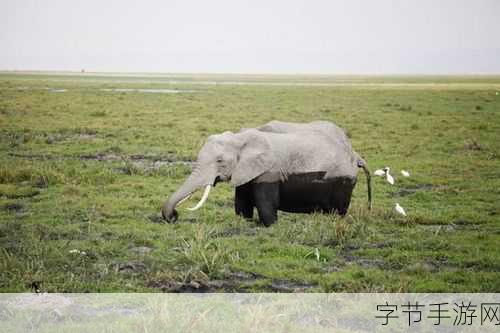 伊甸园大象传媒：在伊甸园大象传媒的迷雾中追寻真实与幻想