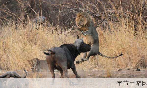 水牛影院：水牛影院里的秘密影像与失落的记忆之旅