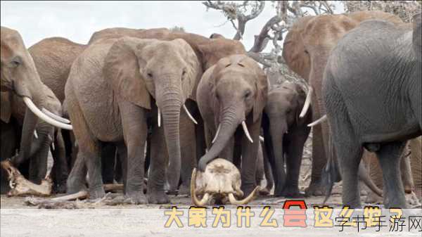 大象影视传媒制作公司:在大象影视传媒的镜头下探秘不可思议的故事世界