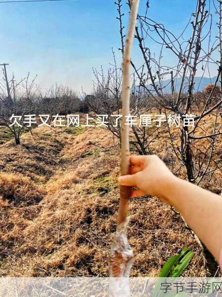 崛起图文流程攻略，带你畅玩无阻碍😜