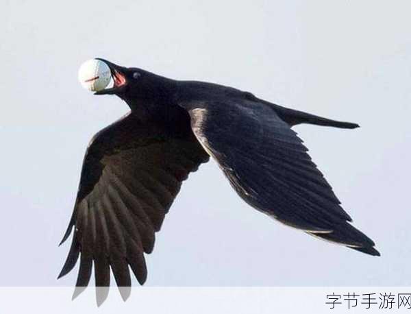 探索乌鸦的智慧之谜,超乎想象的聪明鸟🐦