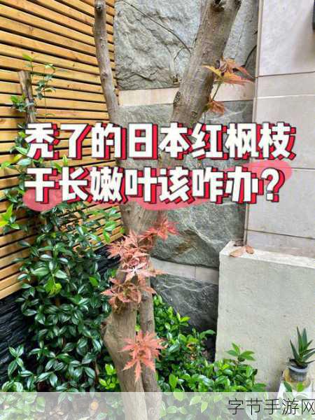 嫩叶草m码和欧洲码的区别:嫩叶草的神秘之旅探索m码与欧洲码之间的秘密区别
