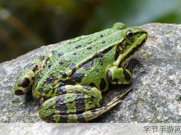 探索青蛙的生存之谜,水与青蛙的较量😜