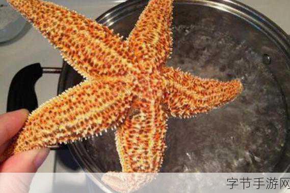 探索海洋之谜，海星的胃究竟如何？