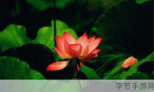 女人半夜莲花开是什么意思:夜半花开的秘密与她的追寻之路