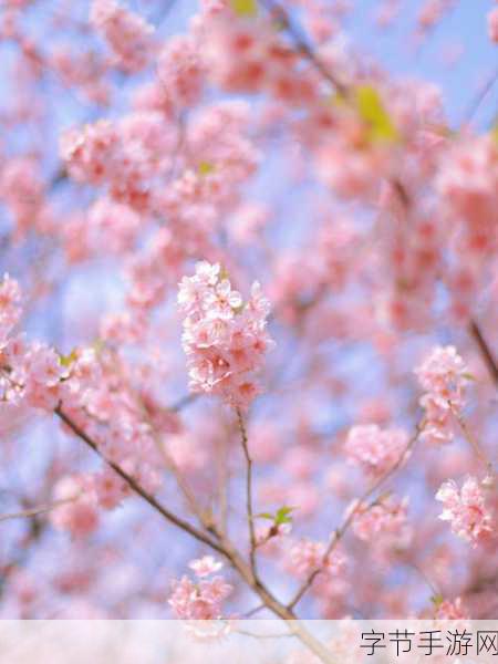 日产樱花一线二线三线：日产樱花盛开的季节里，一线二线三线的爱情交错与抉择之旅