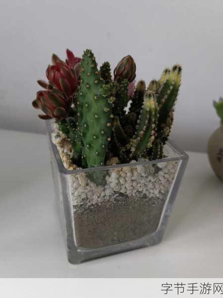 皇家共享小公主多肉养护秘籍🌵✨💖