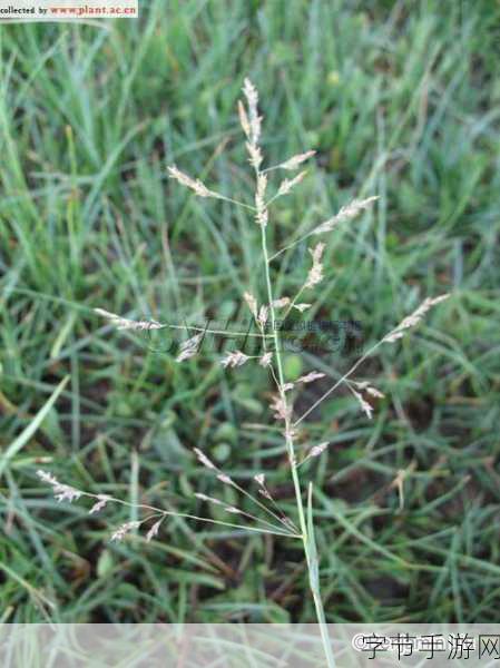 19岁仙踪林贰佰信息网 🌟🌿✨