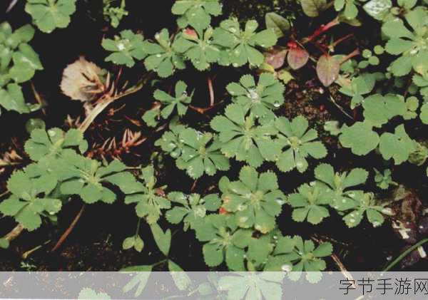 少女神秘的小花园 🌸✨🌿