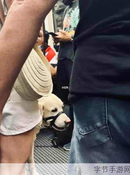 新人与动物的奇妙关系 🐾❤️🌍