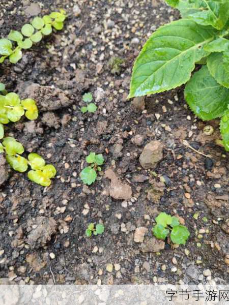 一起草🇨🇳✍️🌱