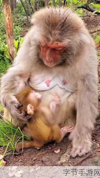 男生和女生一起生猴子软件_男生女生共同打造趣味猴子养成软件