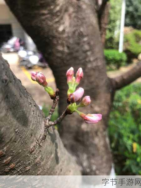 病勤楼栋1-12樱花未增减_病勤楼栋1-12樱花枝繁叶茂，生机盎然