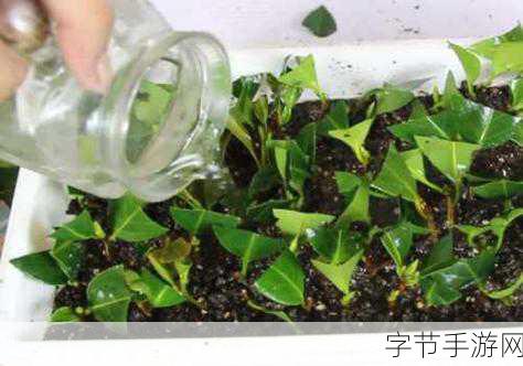榨汁精灵的扦插方式与注意事项_拓展榨汁精灵的扦插技巧与注意事项详解